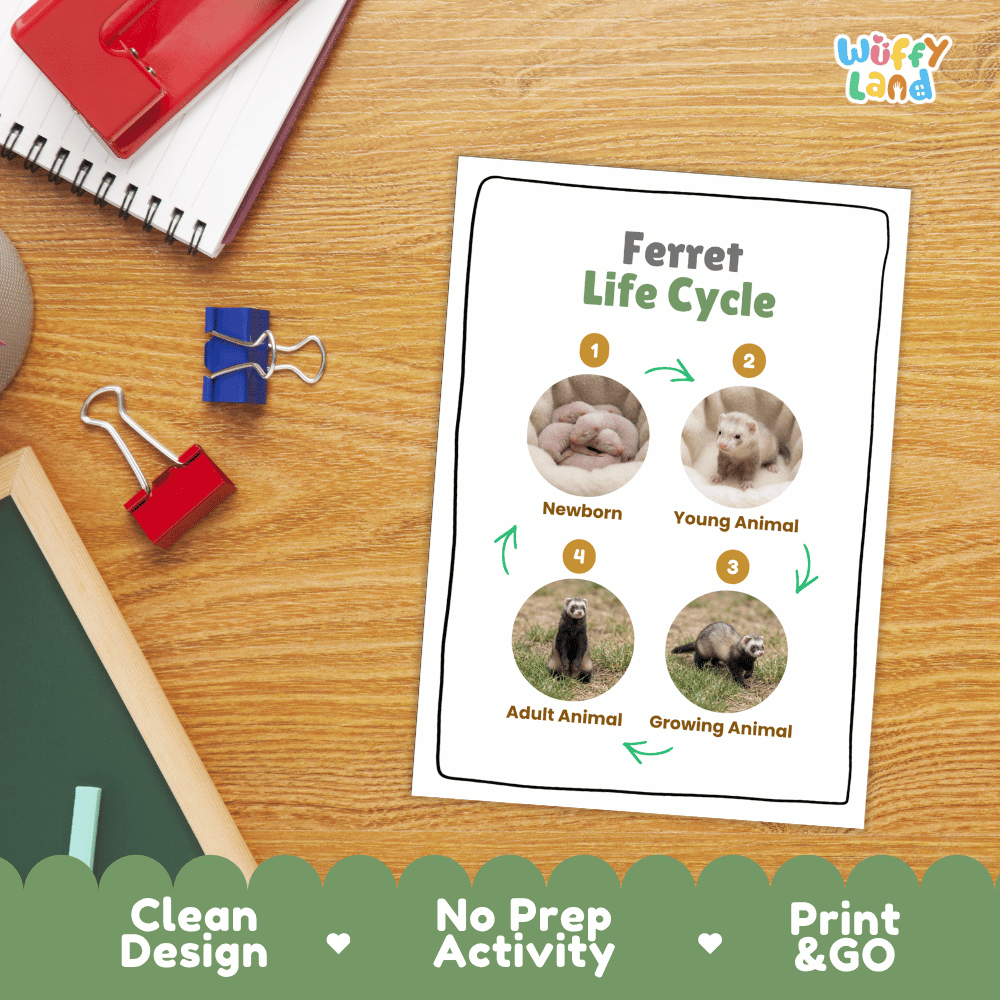 Ferret Life Cycle Poster and Cut and Paste Activity Worksheets
