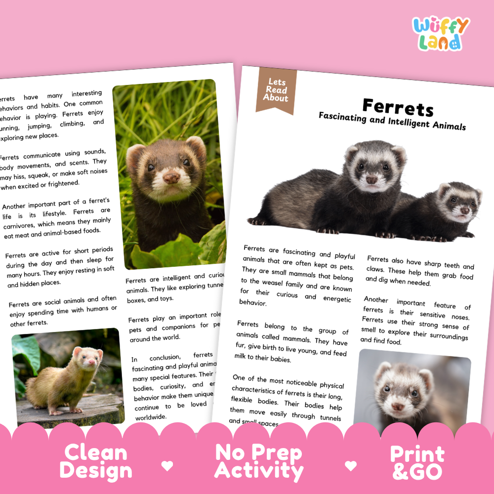 Ferrets Reading Passage and Comprehension Questions Worksheets with Answer Key