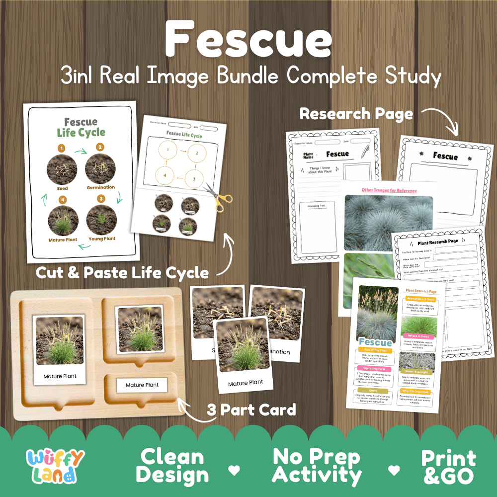 Fescue grass plant 3in1 real image bundle complete study printable featuring life cycle cut and paste worksheets, Montessori 3-part cards, and research pages