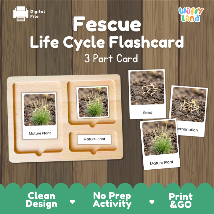 Fescue Life Cycle Flashcard 3 Part Card Montessori Science Printable