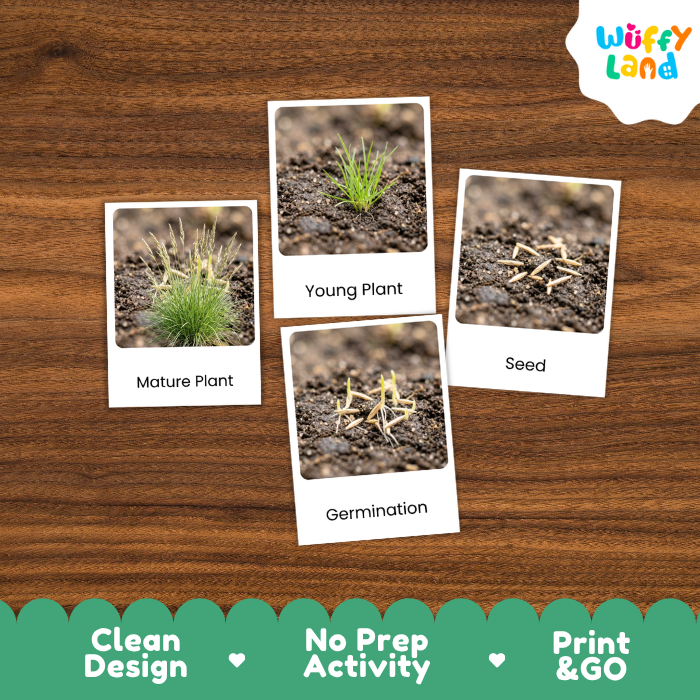 Fescue Life Cycle Flashcard 3 Part Card Montessori Science Printable