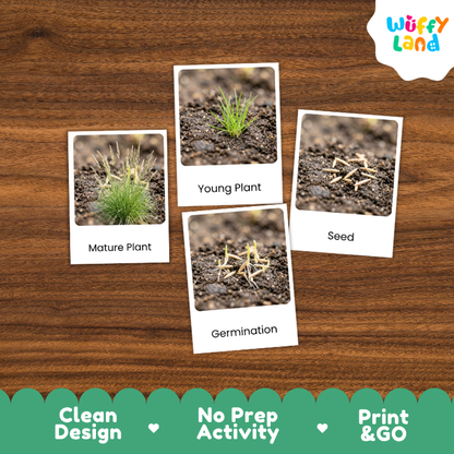 Fescue Life Cycle Flashcard 3 Part Card Montessori Science Printable