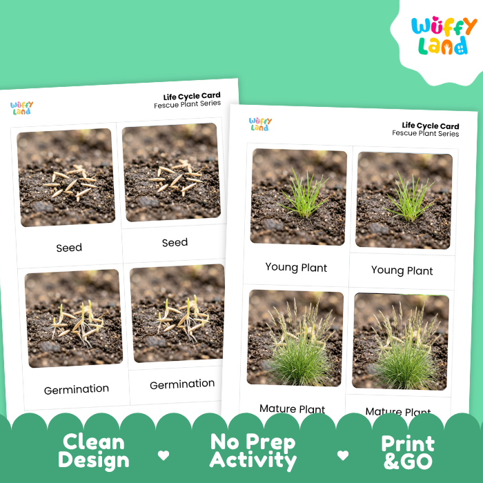 Fescue Life Cycle Flashcard 3 Part Card Montessori Science Printable