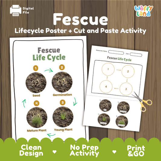 Educational fescue grass plant life cycle cut and paste sequencing worksheet with real photos showing seed, germination, young plant, and mature plant