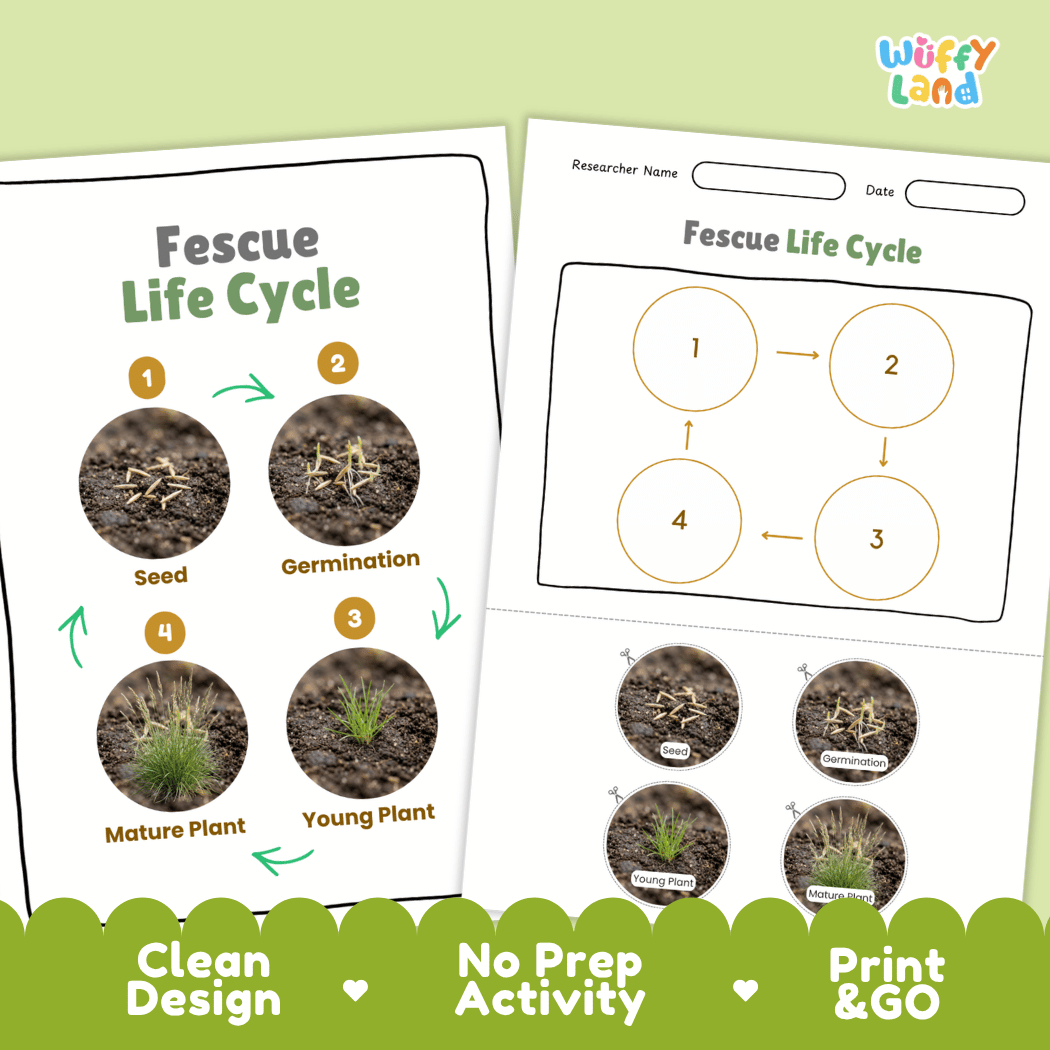 Fescue Life Cycle Poster and Cut and Paste Worksheet Activity