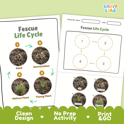Fescue Life Cycle Poster and Cut and Paste Worksheet Activity