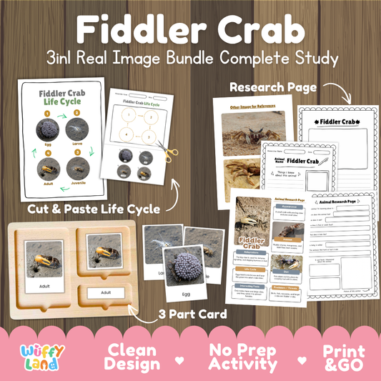 Fiddler crab 3-in-1 real image bundle complete study cover showing cut and paste life cycle, 3 part cards, and research pages