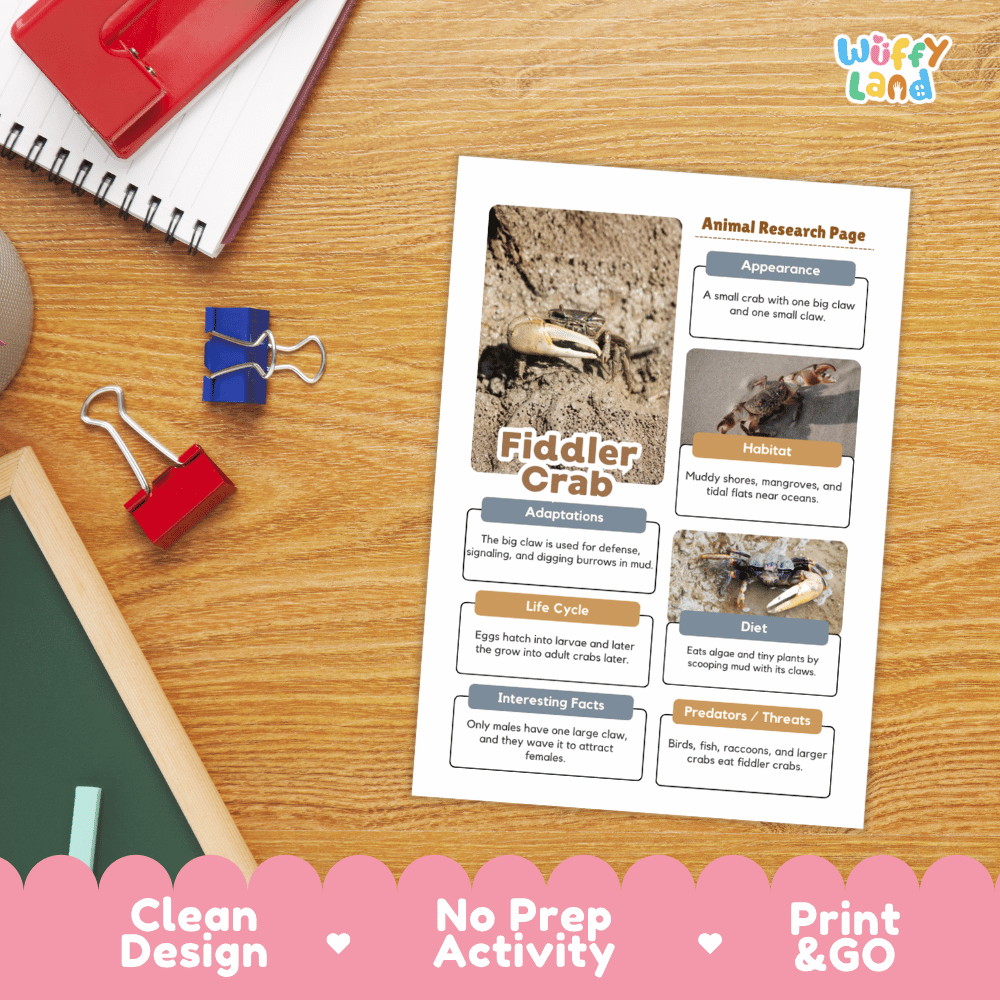 Fiddler Crab Animal Research Page and Worksheets