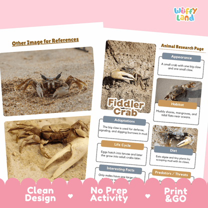 Fiddler Crab Animal Research Page and Worksheets