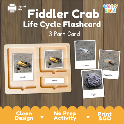 Fiddler Crab Life Cycle Flashcards | 3 Part Cards Biology Activity