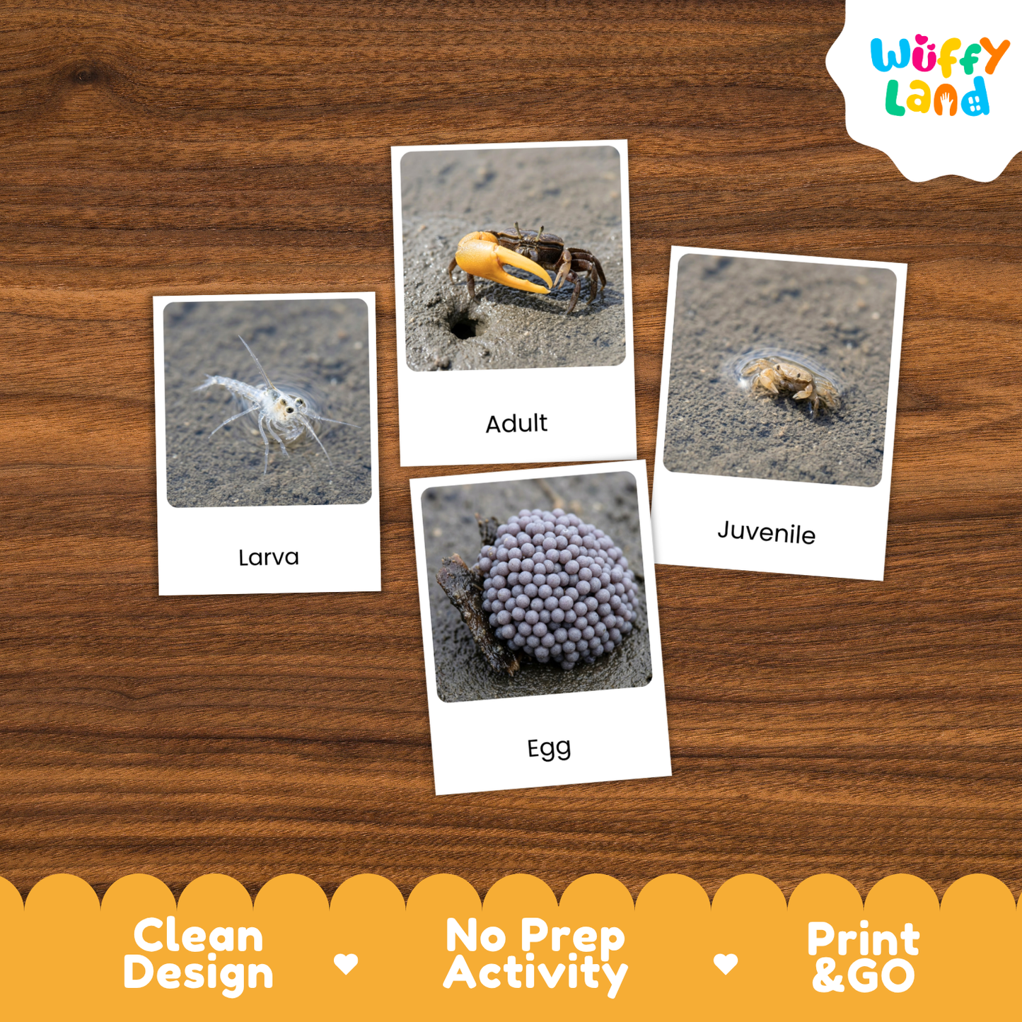 Fiddler Crab Life Cycle Flashcards | 3 Part Cards Biology Activity