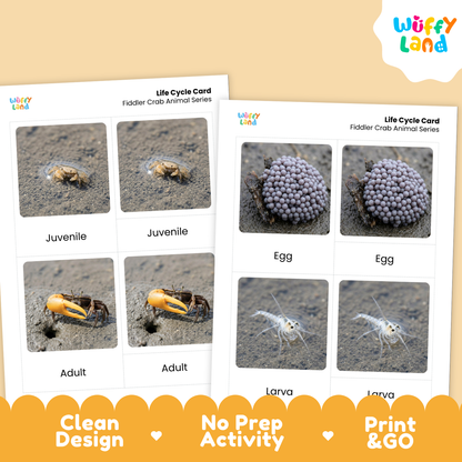 Two printed life cycle cards for fiddler crabs shown on a beige background with a yellow brand logo and promotional text. The cards show labeled photos of crab stages: juvenile, adult, egg, and larva.