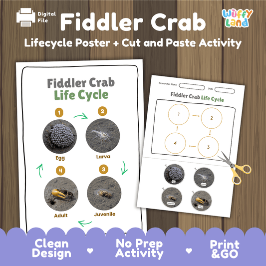Fiddler crab life cycle sequencing reference chart and cut and paste student worksheet with 4 developmental stages