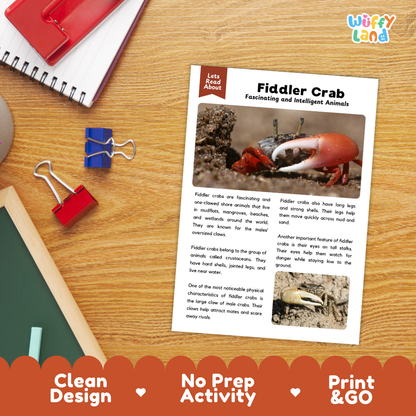 Fiddler Crab Reading Passage and Questions Worksheets with Answer Key