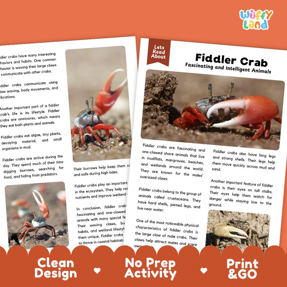 Fiddler Crab Reading Passage and Questions Worksheets with Answer Key