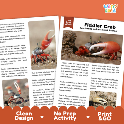 Fiddler Crab Reading Passage and Questions Worksheets with Answer Key