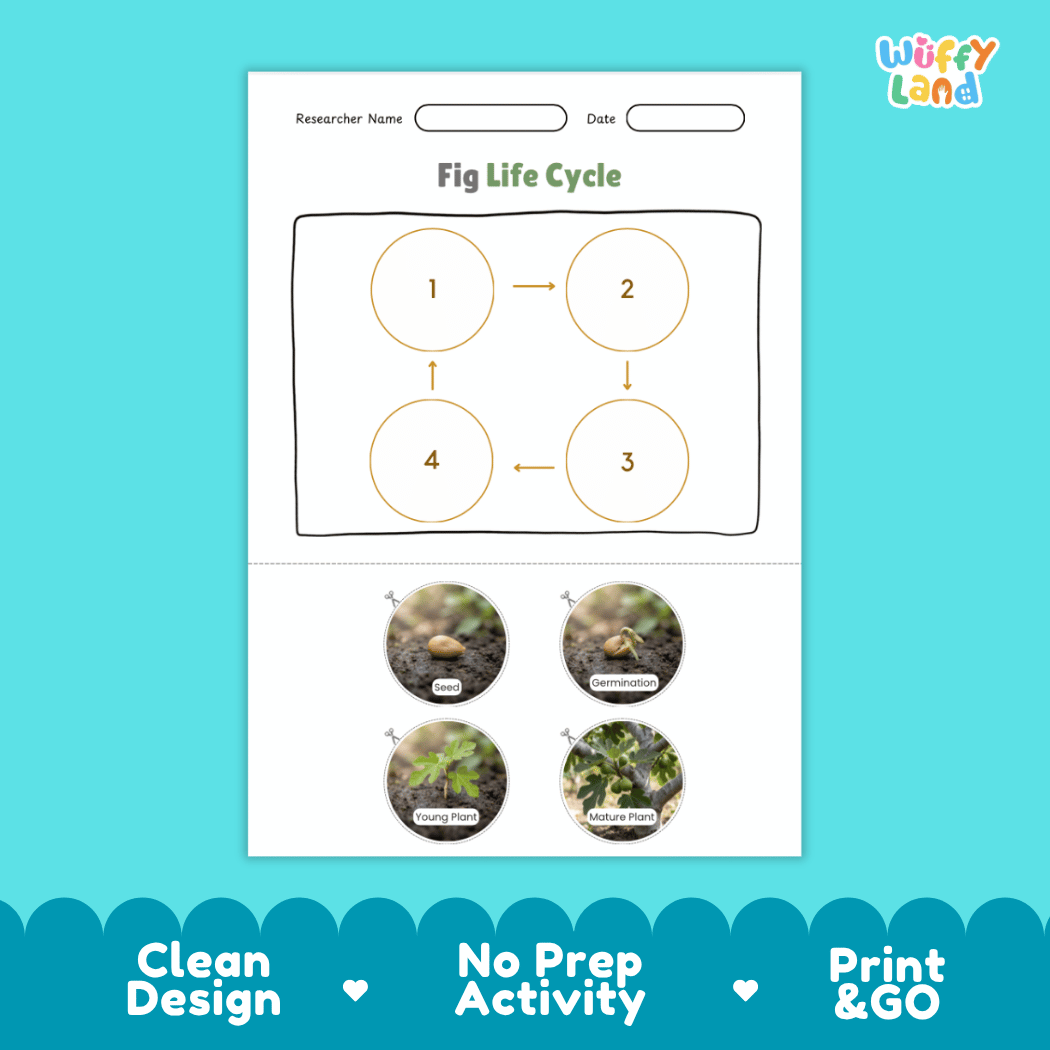 Educational reference chart poster showing the 4 stages of the fig life cycle from seed and germination to young seedling and mature fruit-bearing tree