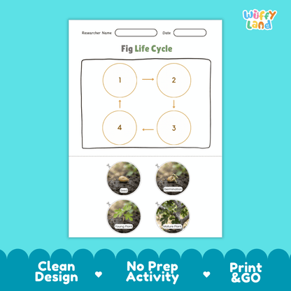 Educational reference chart poster showing the 4 stages of the fig life cycle from seed and germination to young seedling and mature fruit-bearing tree