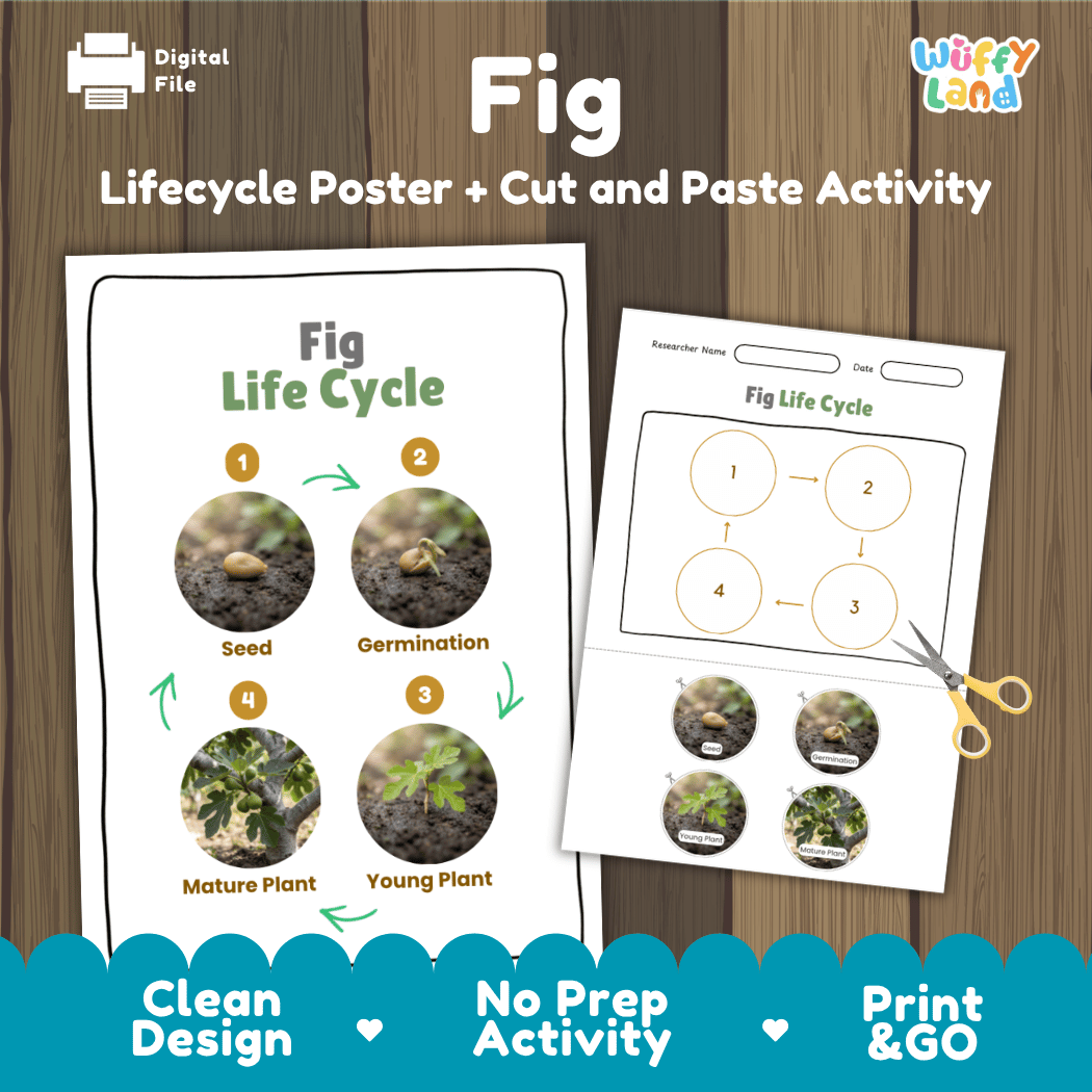 Fig tree plant life cycle educational poster and cut and paste printable sequencing activity featuring real photos for elementary science