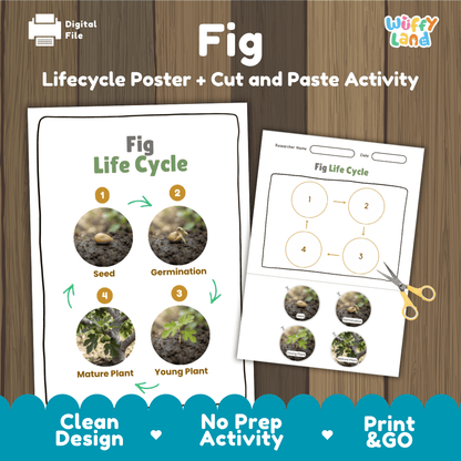 Fig tree plant life cycle educational poster and cut and paste printable sequencing activity featuring real photos for elementary science