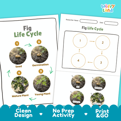 Print and go digital PDF plant science activity featuring clean design layout, researcher name line, and zero prep classroom format