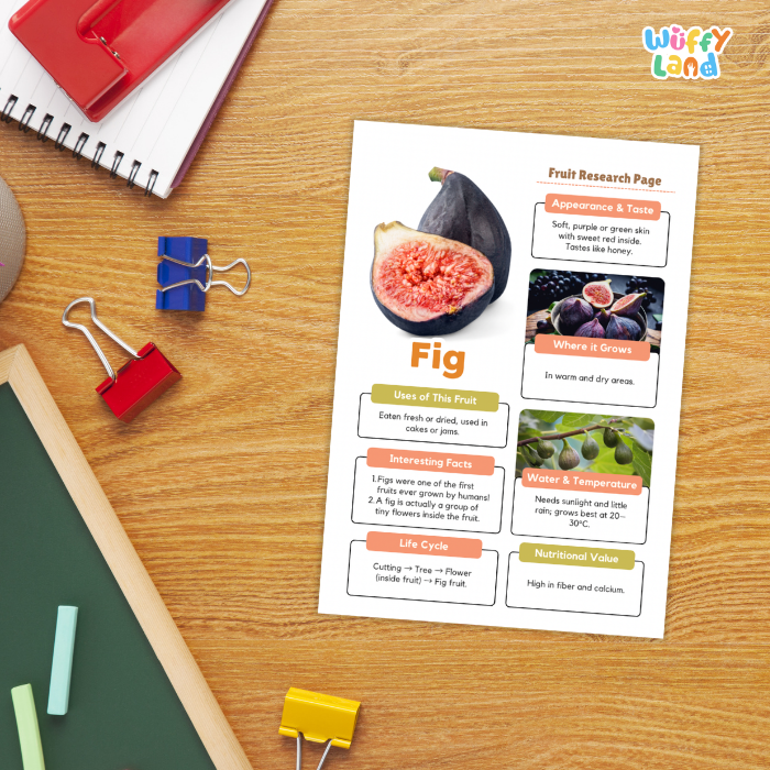 A printed fruit research page about figs is laid on a wooden desk, surrounded by school supplies including a red notebook, binder clips, chalk, and a green board. The page shows a fig photo and text sections such as appearance & taste, where it grows, uses of the fruit, interesting facts, water & temperature, and nutritional value.