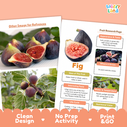 Fig Fruit Research Page Worksheets and Fact Sheet