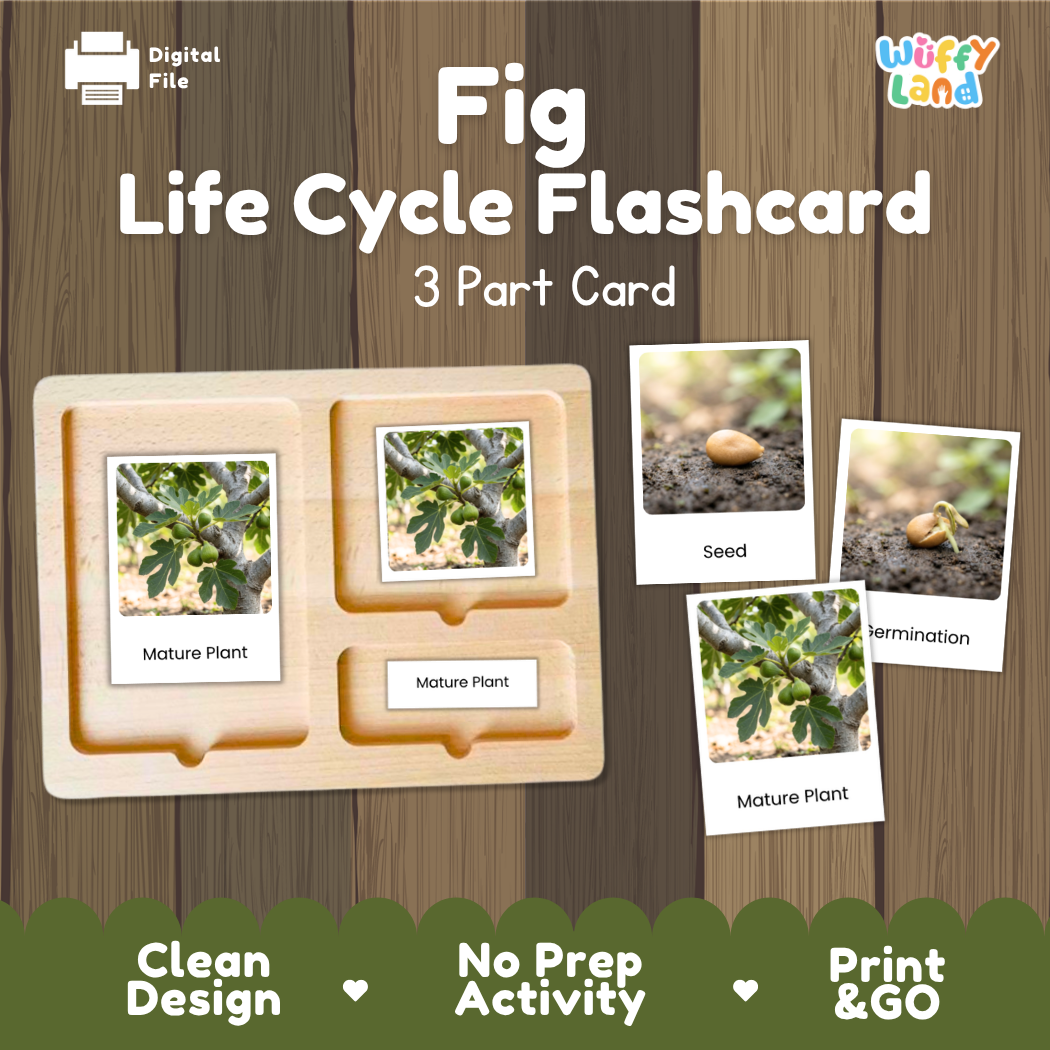 Fig Life Cycle Flashcard 3 Part Card Montessori Printable Activity