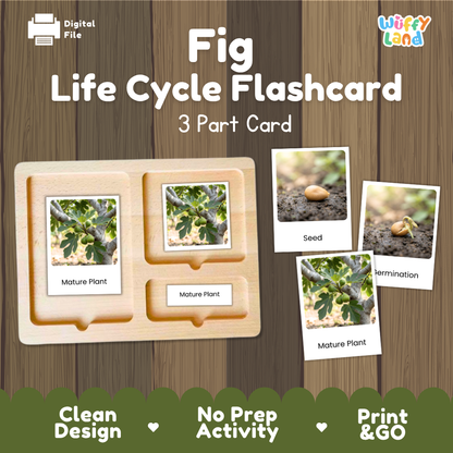 Fig Life Cycle Flashcard 3 Part Card Montessori Printable Activity