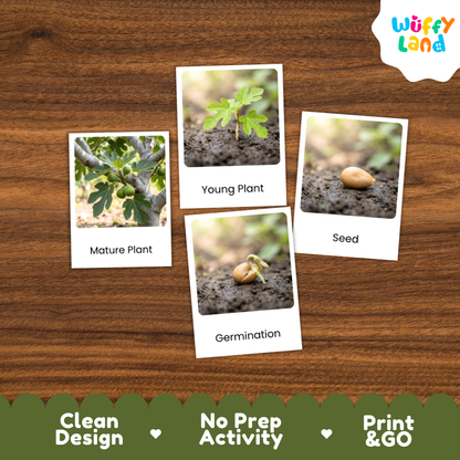Fig Life Cycle Flashcard 3 Part Card Montessori Printable Activity