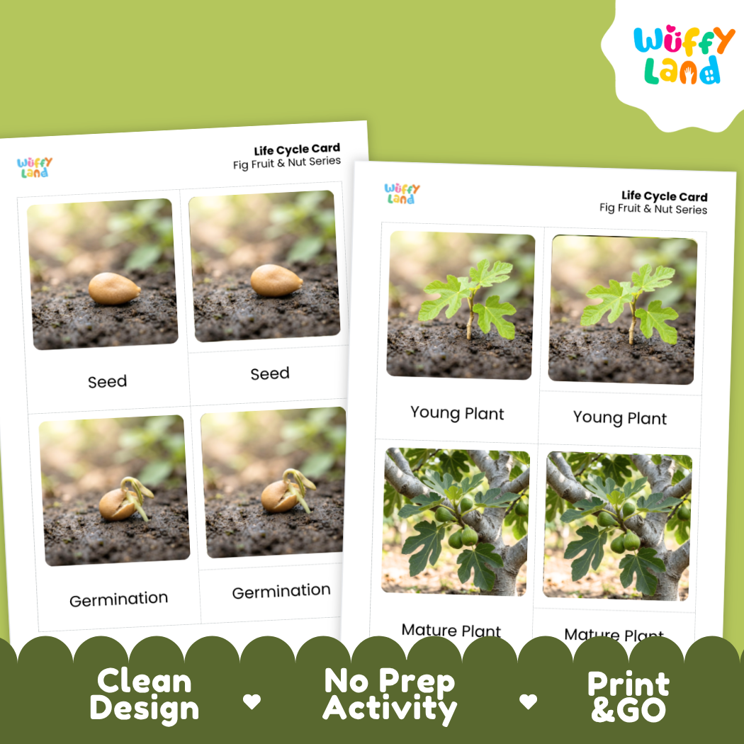 Fig Life Cycle Flashcard 3 Part Card Montessori Printable Activity