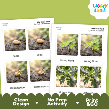 Fig Life Cycle Flashcard 3 Part Card Montessori Printable Activity
