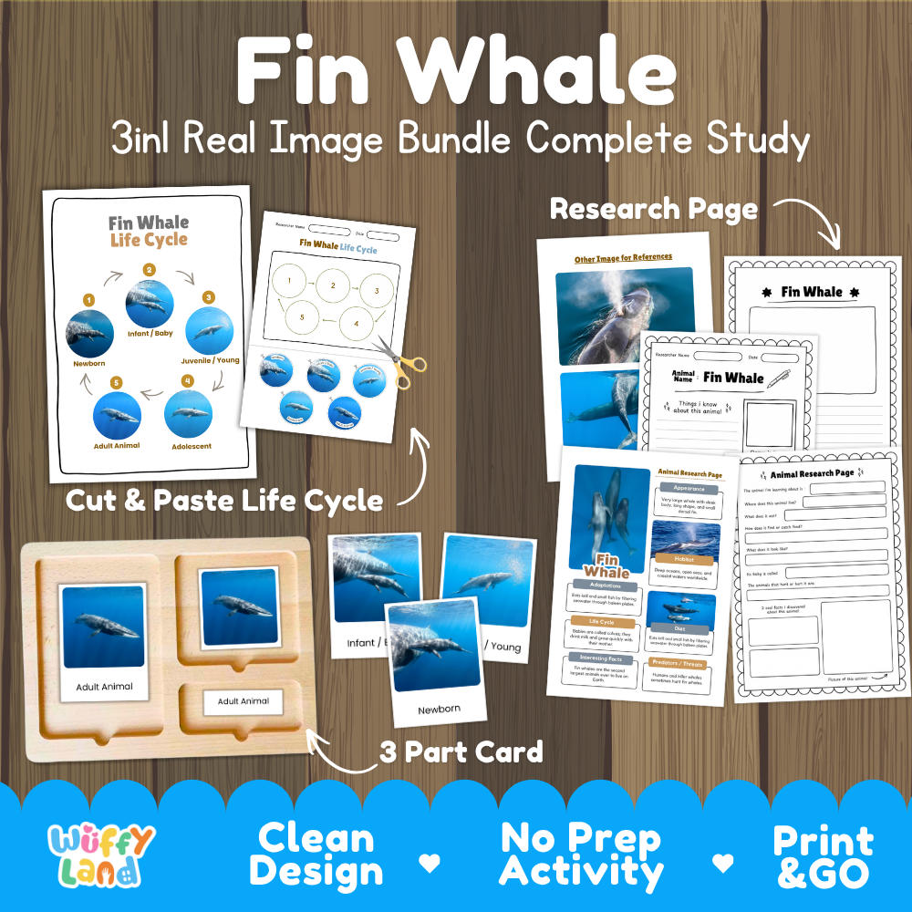 Fin whale 3-in-1 real image bundle complete study cover showing cut and paste life cycle, 3 part cards, and research pages
