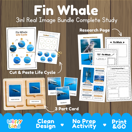 Fin whale 3-in-1 real image bundle complete study cover showing cut and paste life cycle, 3 part cards, and research pages