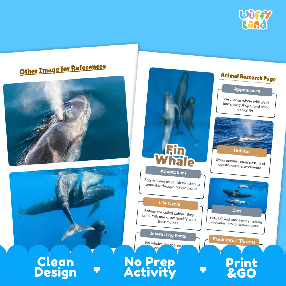 Fin Whale Animal Research Page Worksheets and Fact Sheet