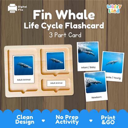 Fin Whale Life Cycle Flashcard set by Wiffy Land, featuring a wooden 3-part card tray and sample flashcards showing adult, infant, and newborn whale photos on a wood-grain background.