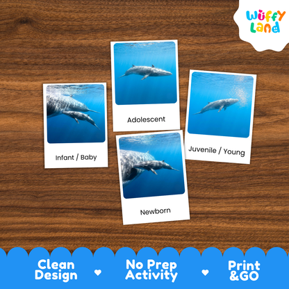 Four printed cards with ocean dolphin photos and labels reading Infant/Baby, Adolescent, Juvenile/Young, and Newborn, arranged on a wood surface. A white cloud logo in the top right says Wuffi Land, and a blue banner at the bottom reads Clean Design, No Prep Activity, and Print & Go.