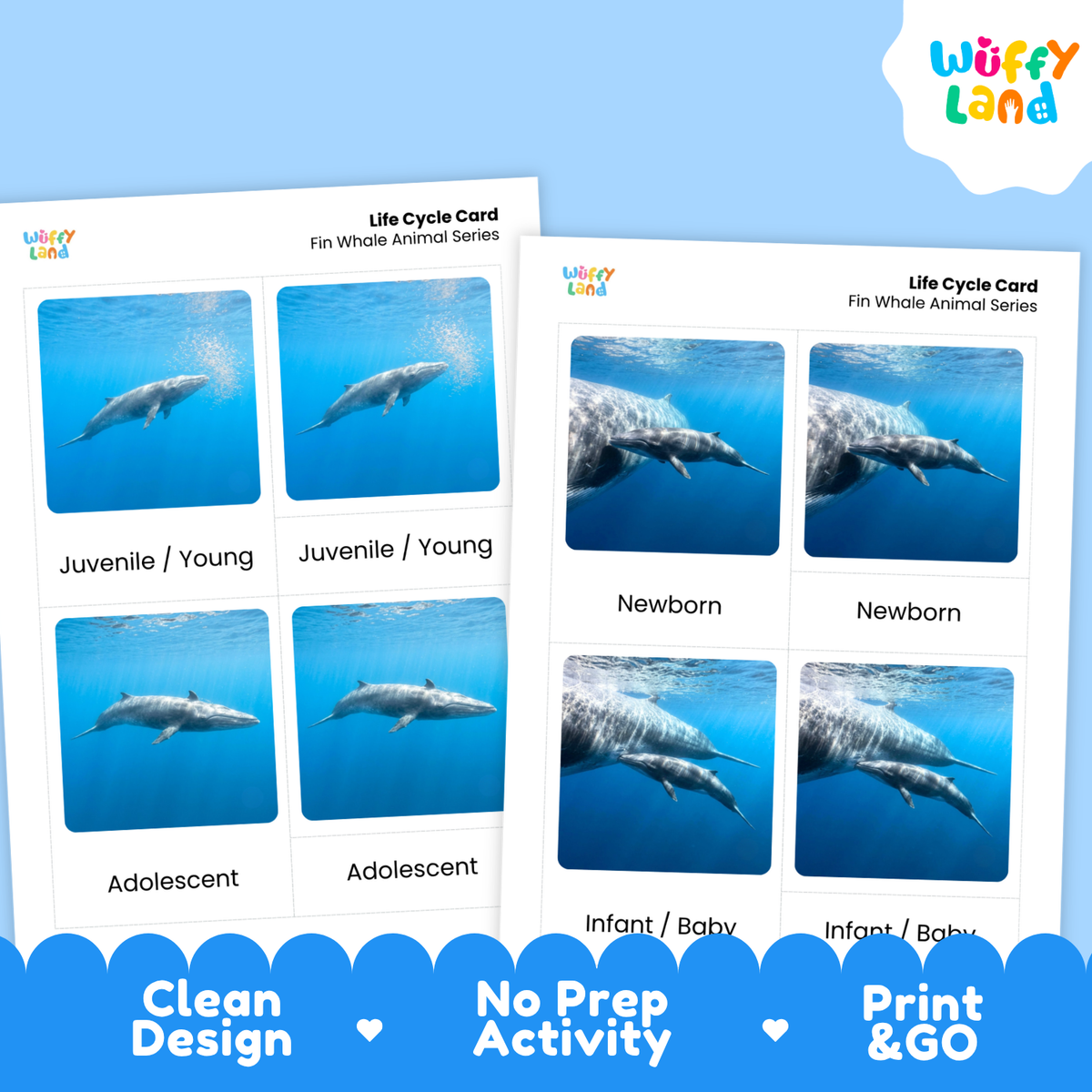 Two printed dolphin life cycle cards shown on a light blue background with a white cloud logo reading Wuffy Land. The cards contain labeled photos of dolphin stages from newborn to adolescent, and the bottom banner says Clean Design, No Prep Activity, and Print & Go.