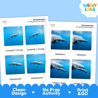 Two printed dolphin life cycle cards shown on a light blue background with a white cloud logo reading Wuffy Land. The cards contain labeled photos of dolphin stages from newborn to adolescent, and the bottom banner says Clean Design, No Prep Activity, and Print & Go.
