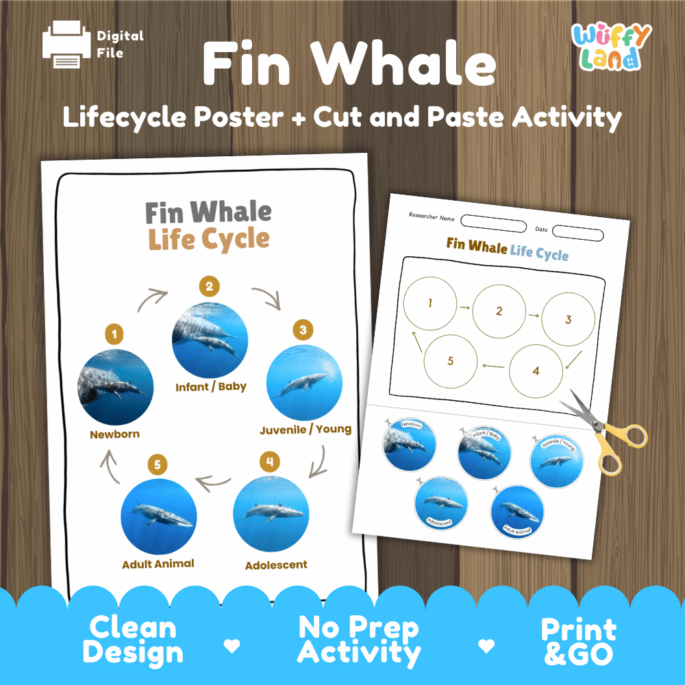 Fin Whale Life Cycle Poster and Cut and Paste Worksheet Activity