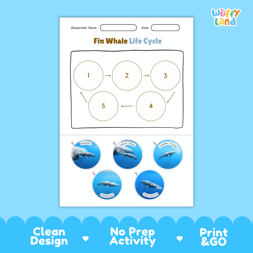 Fin Whale Life Cycle Poster and Cut and Paste Worksheet Activity