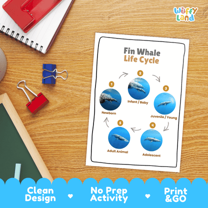 Fin Whale Life Cycle Poster and Cut and Paste Worksheet Activity