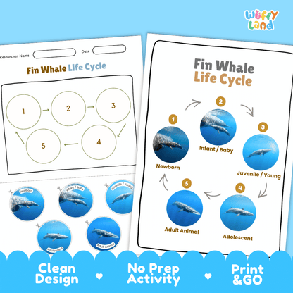 Fin Whale Life Cycle Poster and Cut and Paste Worksheet Activity