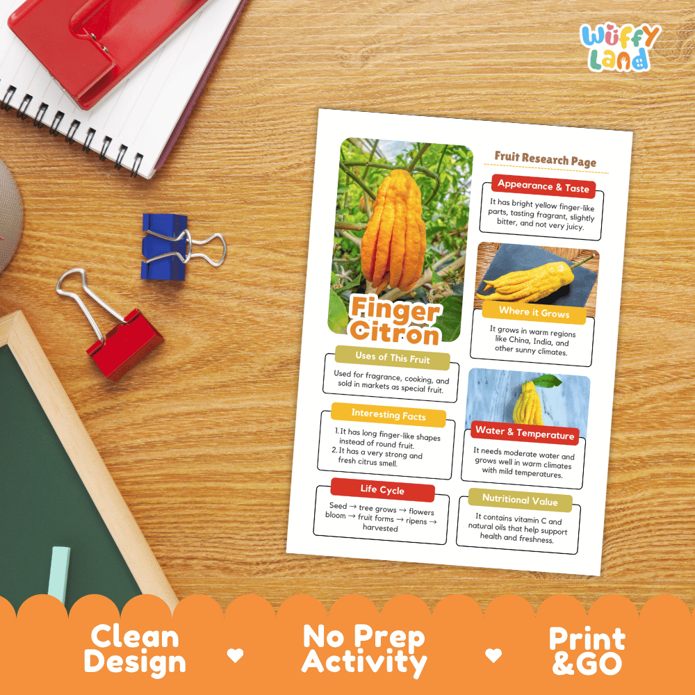 Finger Citron Fruit Research Page Worksheets and Fact Sheet