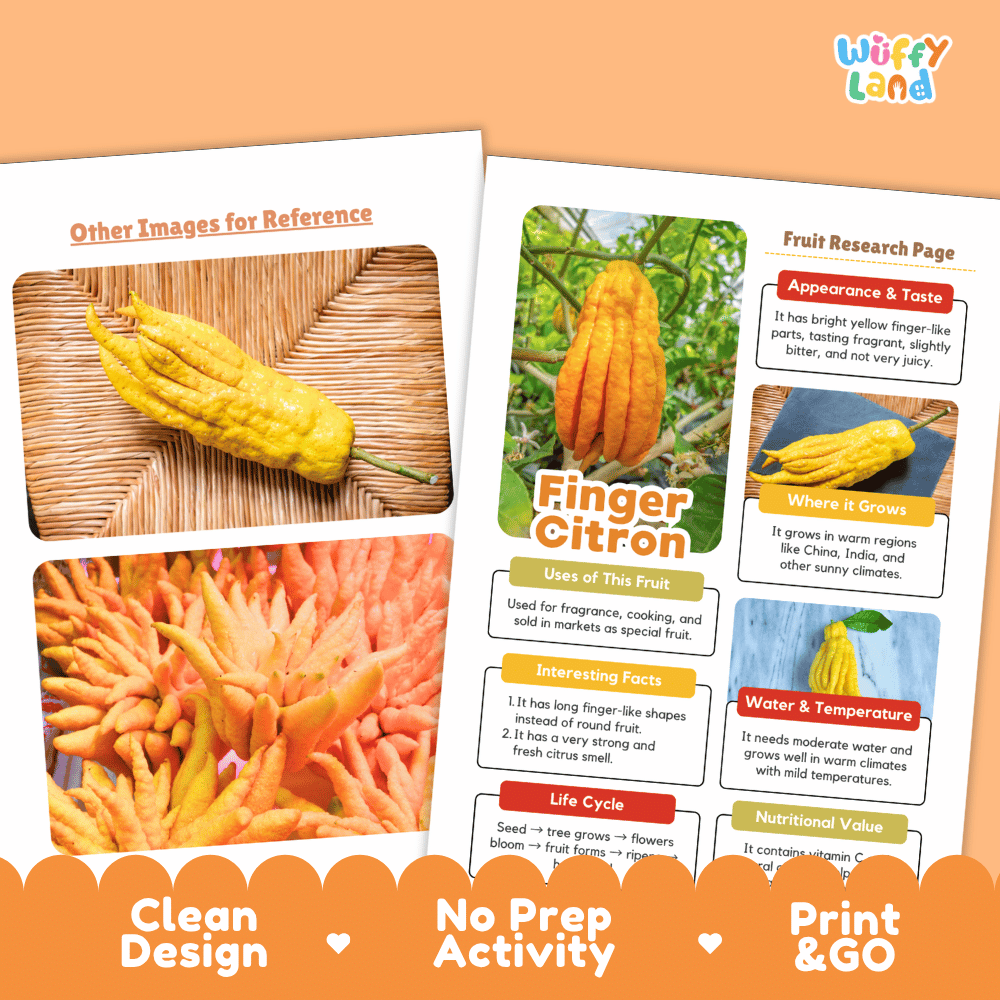 Finger Citron Fruit Research Page Worksheets and Fact Sheet