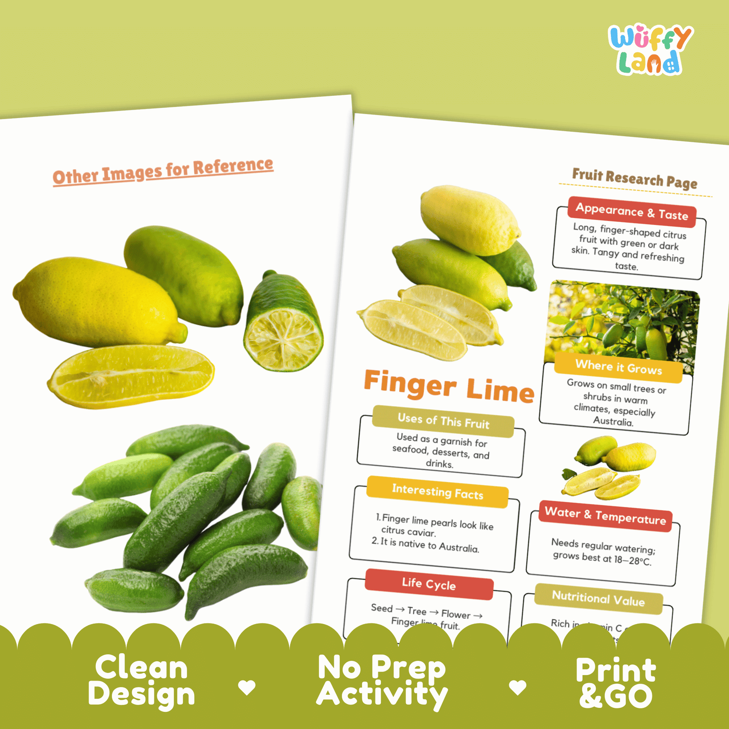 Finger Lime Fruit Research Page Worksheet Activity | Science Healthy Eating