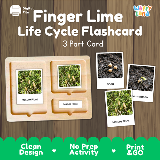 Montessori three-part cards featuring real photographs of finger lime tree growth stages including mature plant, young plant, and germination 🗂️🏷️