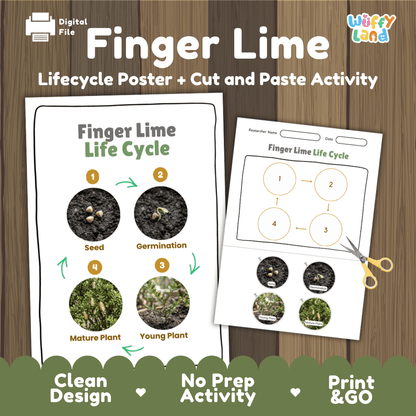 Finger Lime Life Cycle Poster and Cut and Paste Worksheet Activity