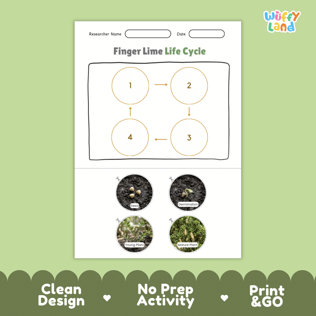 Finger Lime Life Cycle Poster and Cut and Paste Worksheet Activity
