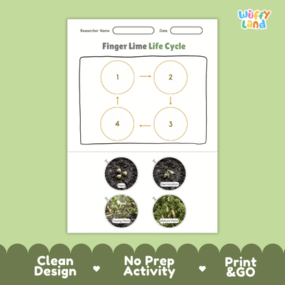 Finger Lime Life Cycle Poster and Cut and Paste Worksheet Activity